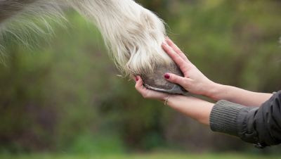 Picture for category Hoof Care
