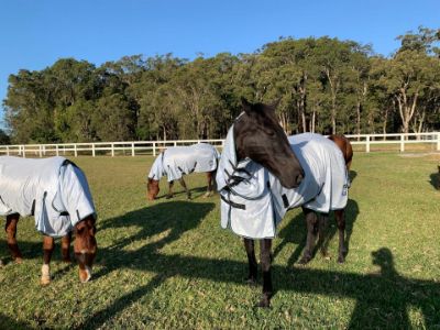 Picture for category Horse Rugs|Flyveils