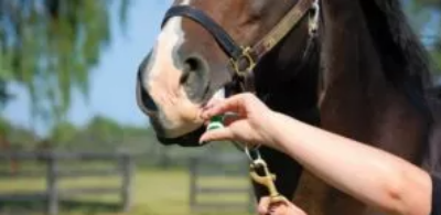 Picture for category Deworming