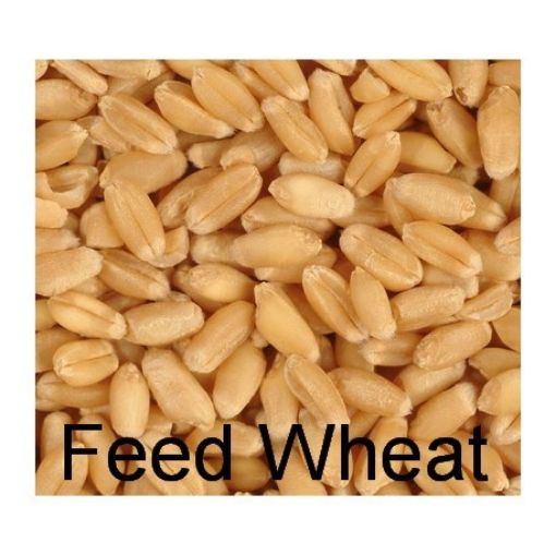 Picture of Feed Wheat 5kg