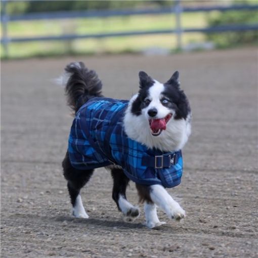 Picture of Dog Coat Blue Tartan