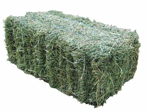 Picture of Cowra Lucerne Hay