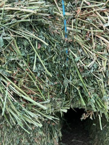 Picture of 1st Grade Lucerne Hay
